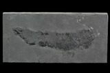 Rare, Devonian Fish (Gyroptychius) Pos/Neg - Scotland #98052-2
